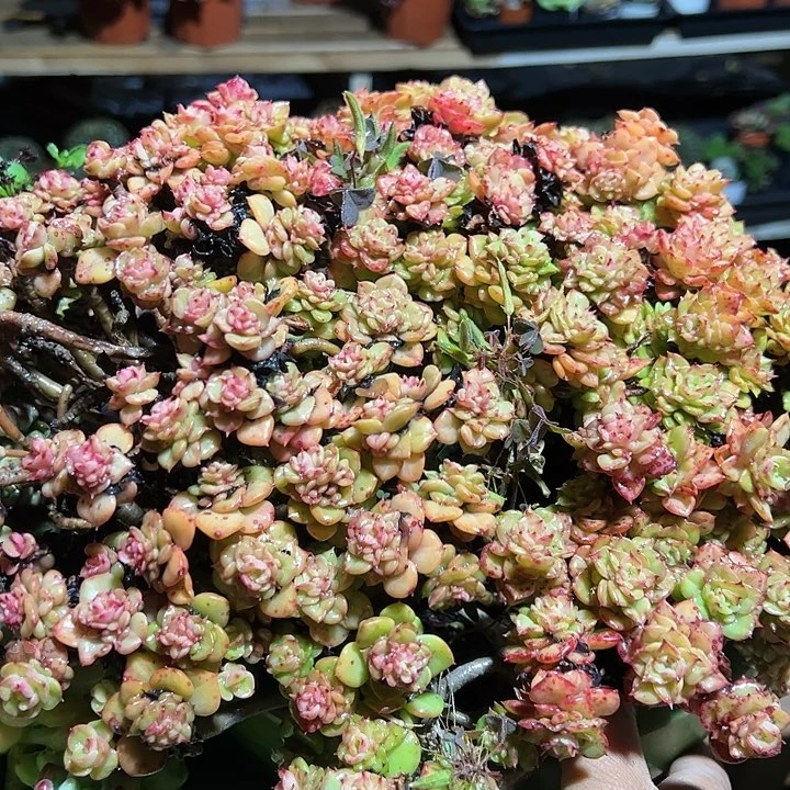 蜡牡丹大号脱土多肉植物