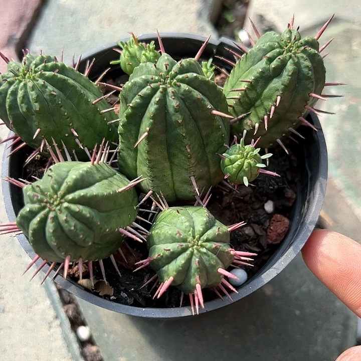 彩格多肉植物精品