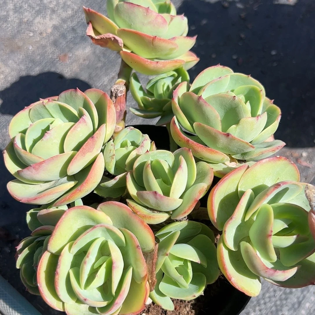 老桩碧桃多肉植物