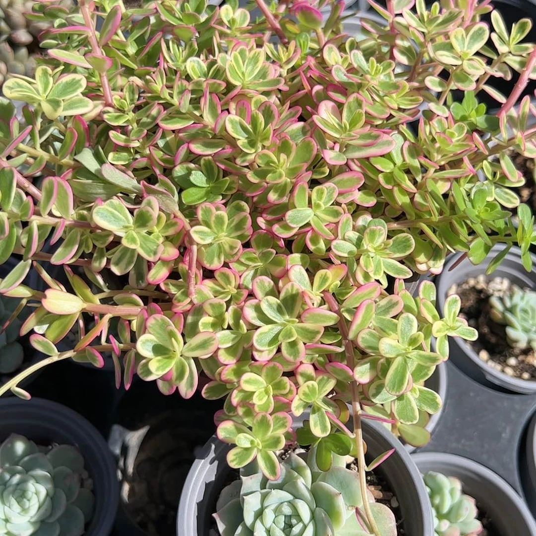 太阳花锦多肉植物精品