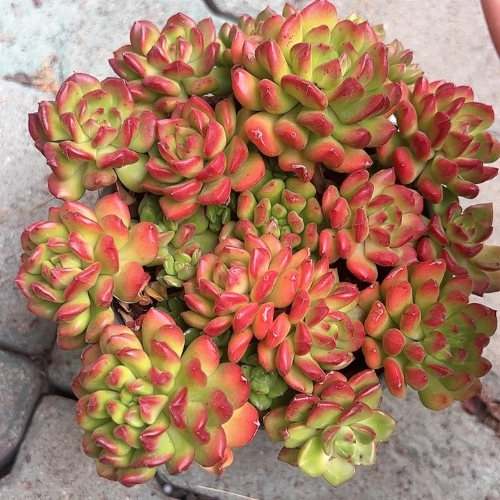 大红灯笼多肉植物精品