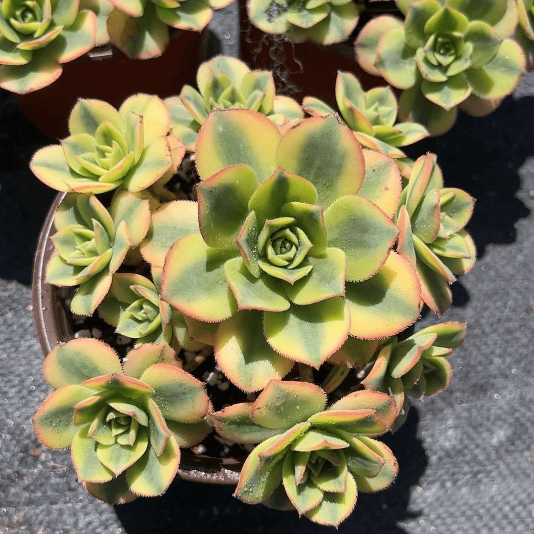 星爆多肉植物精品