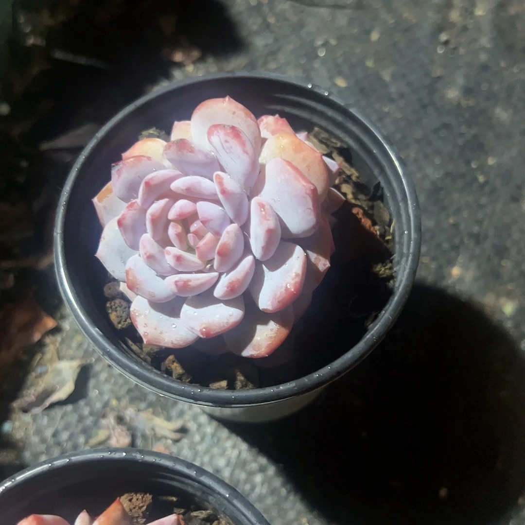 玉芙蓉多肉植物精品