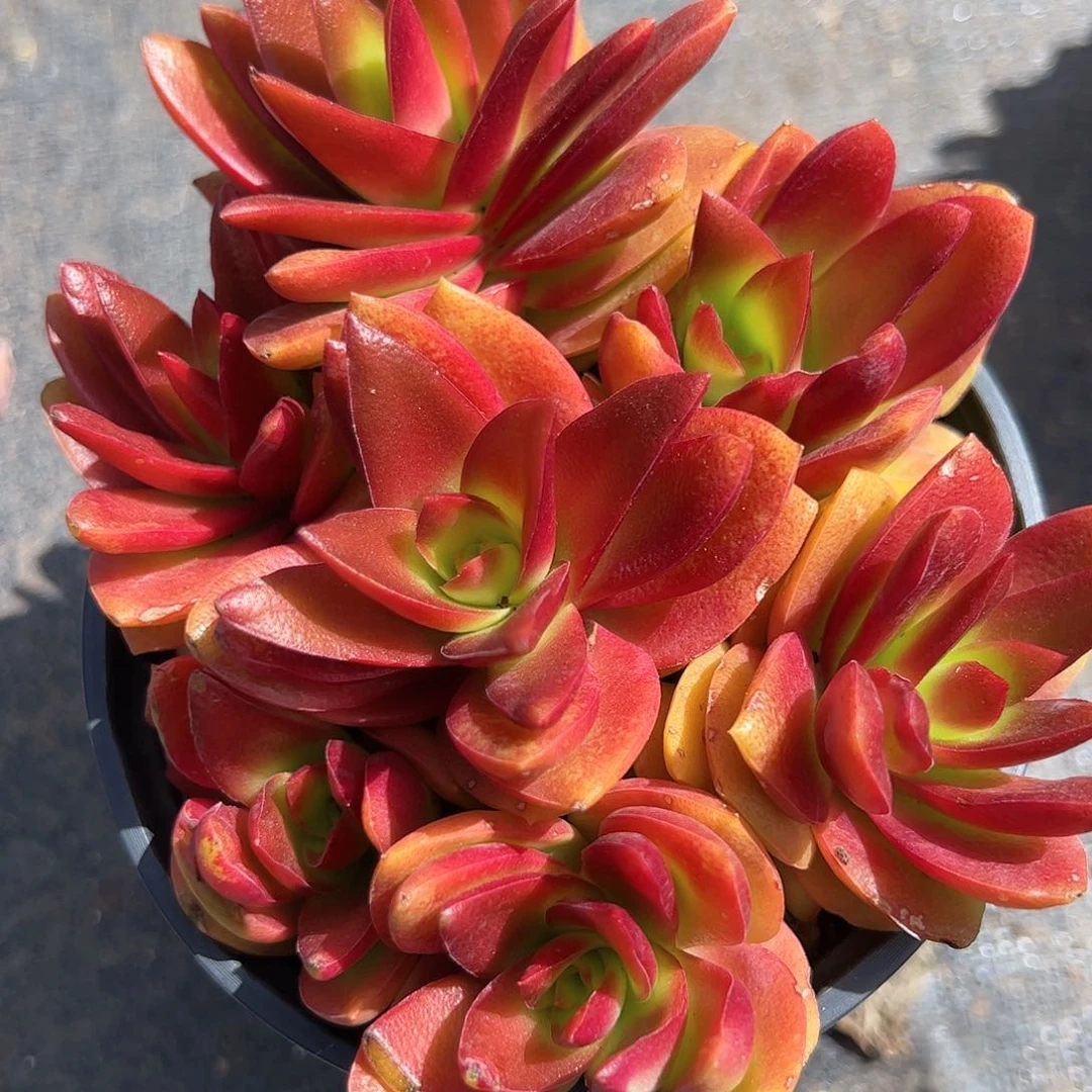 火炬多肉植物精品