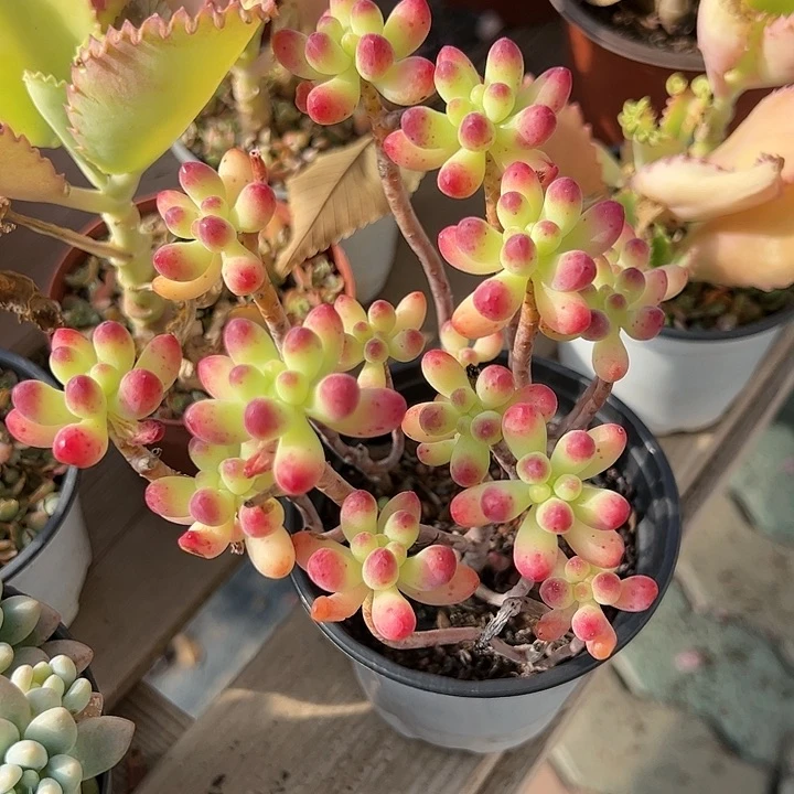 果冻乙女心老桩多肉植物