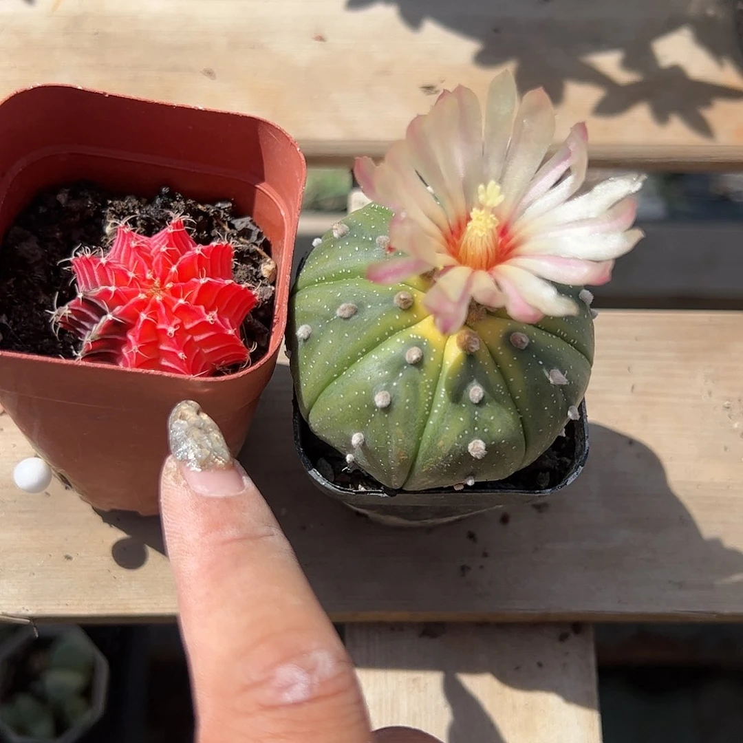 星兜肋骨牡丹天然锦多肉植物