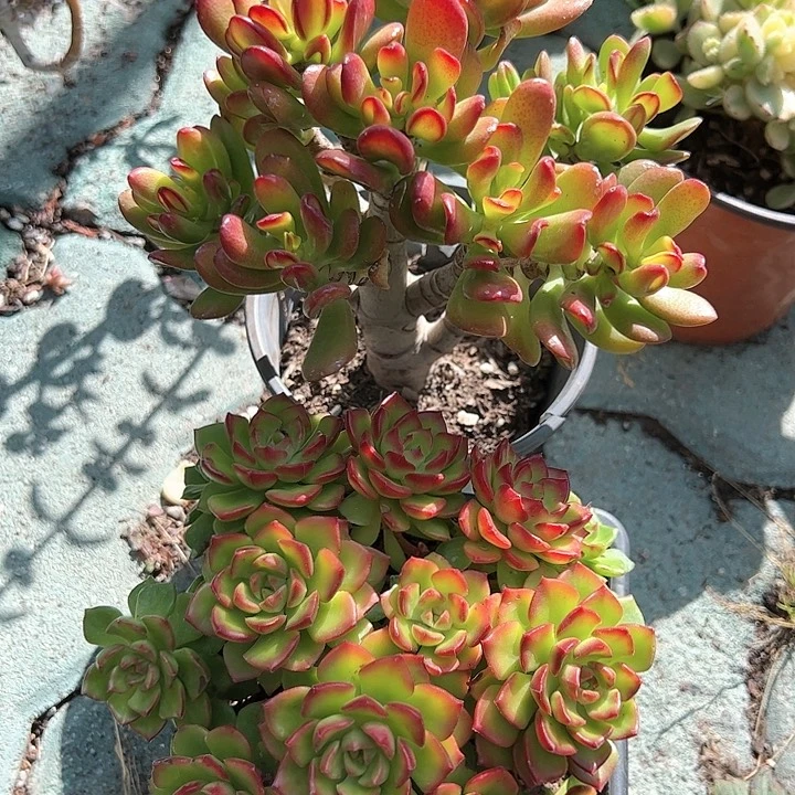 火焰蒂亚招财猫多肉