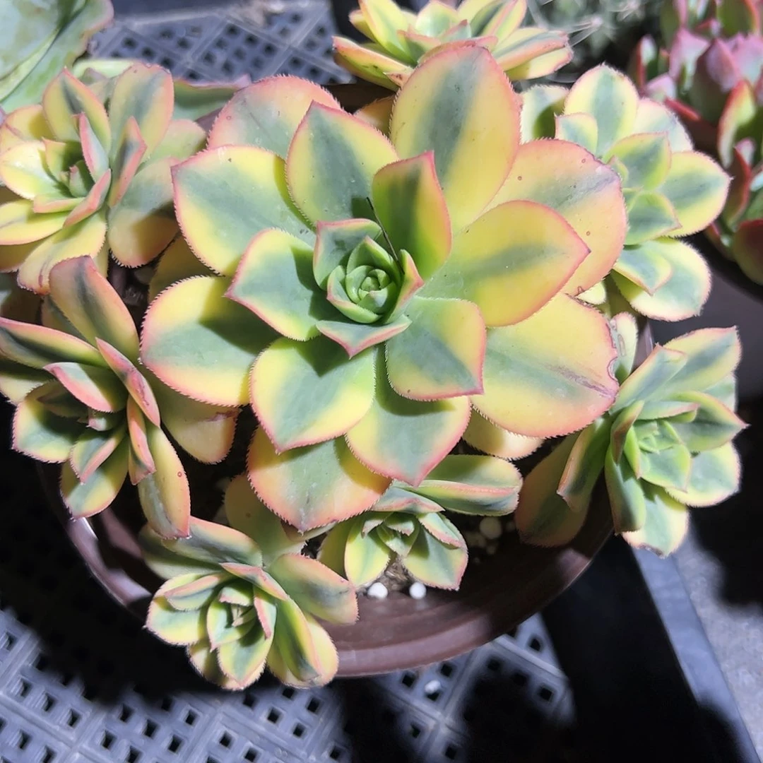 星爆多肉植物精品