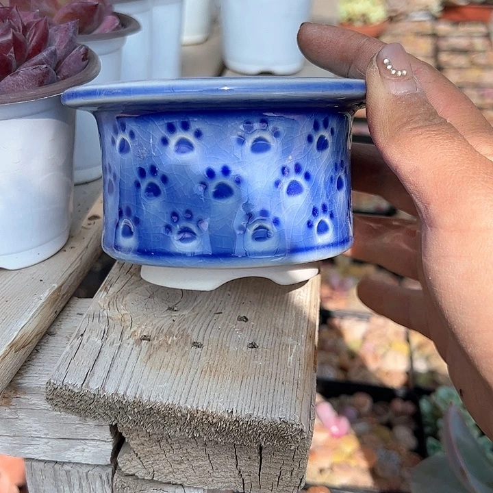 蓝色印章多肉植物精品