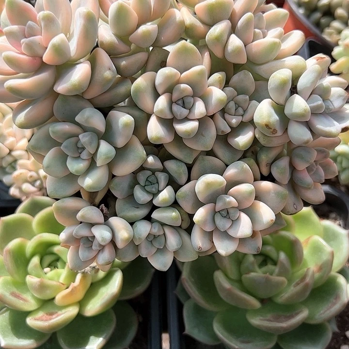 美杏锦平头多肉植物精品