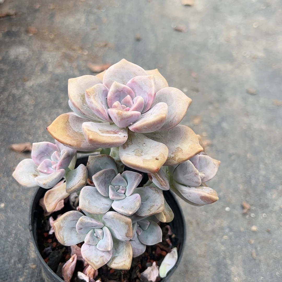 紫乐小号多肉植物