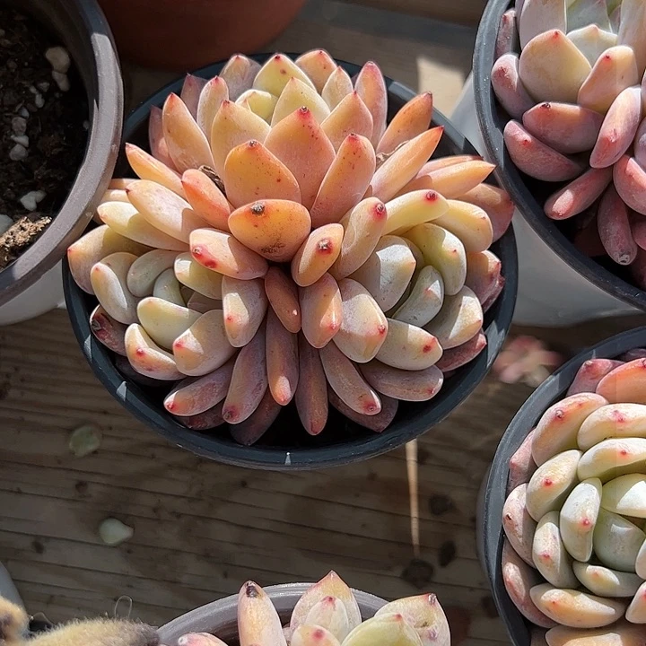 韩橙三头多肉植物