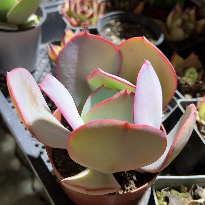 布鲁蓝多肉植物精品