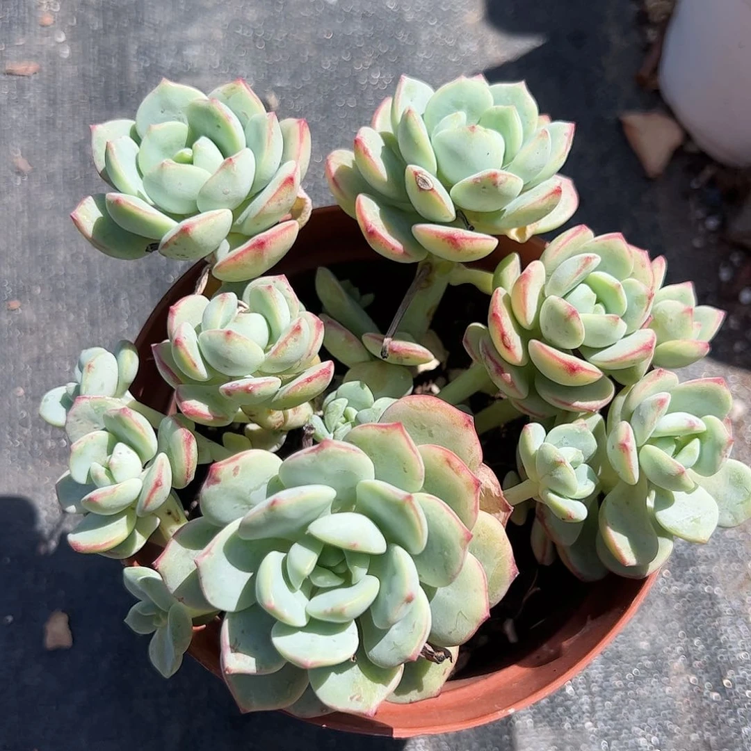 香草比斯多肉植物精品
