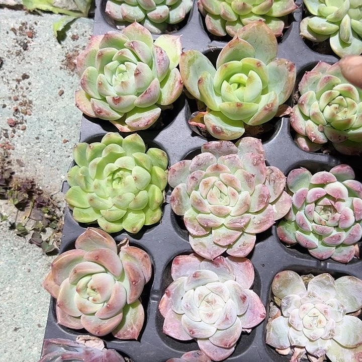 十颗精品肉肉植物精品