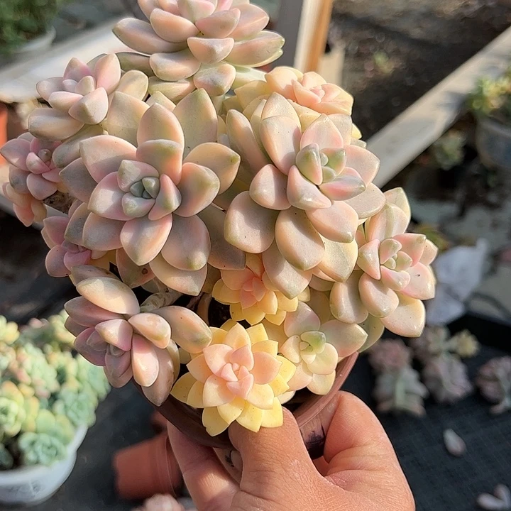 美杏锦多肉植物精品