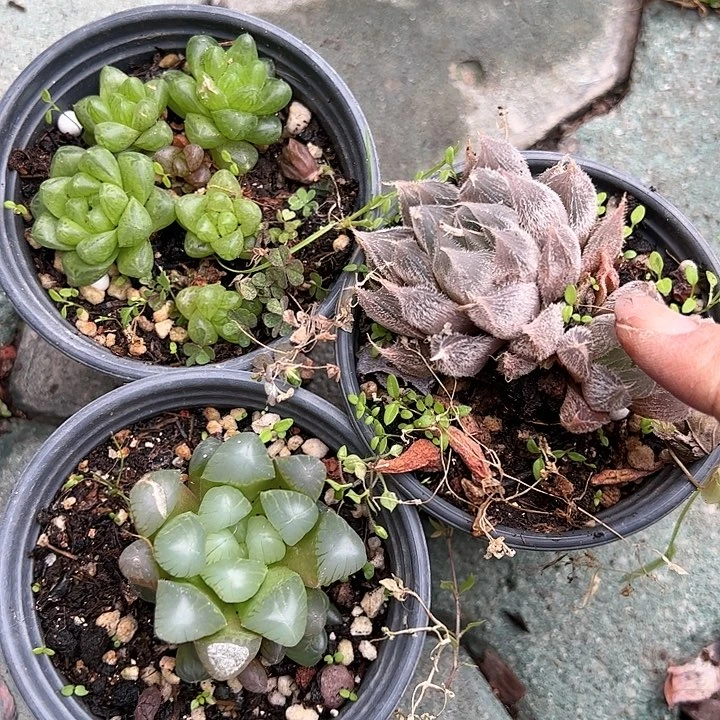 三颗玉露多肉植物精品
