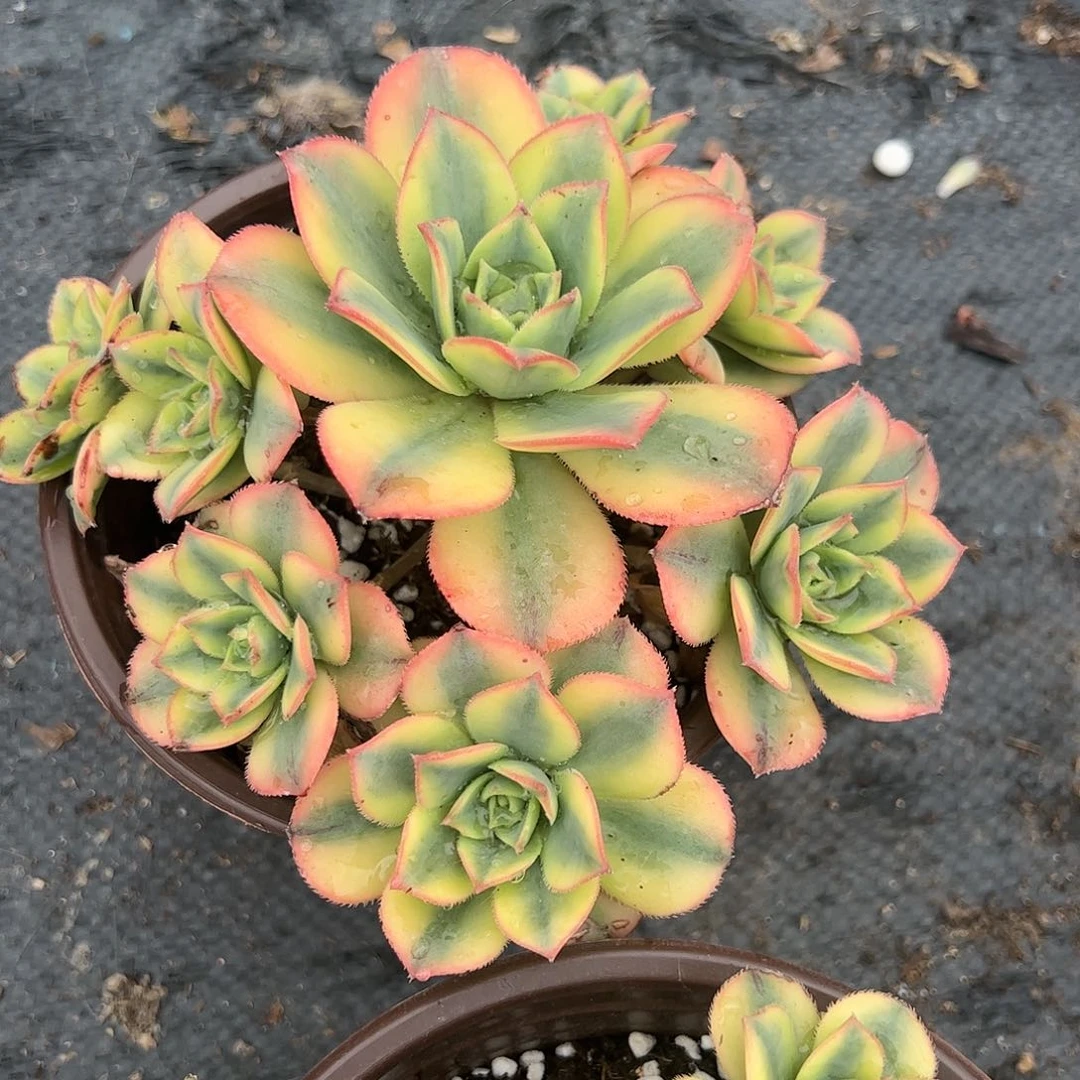 星爆多肉植物精品