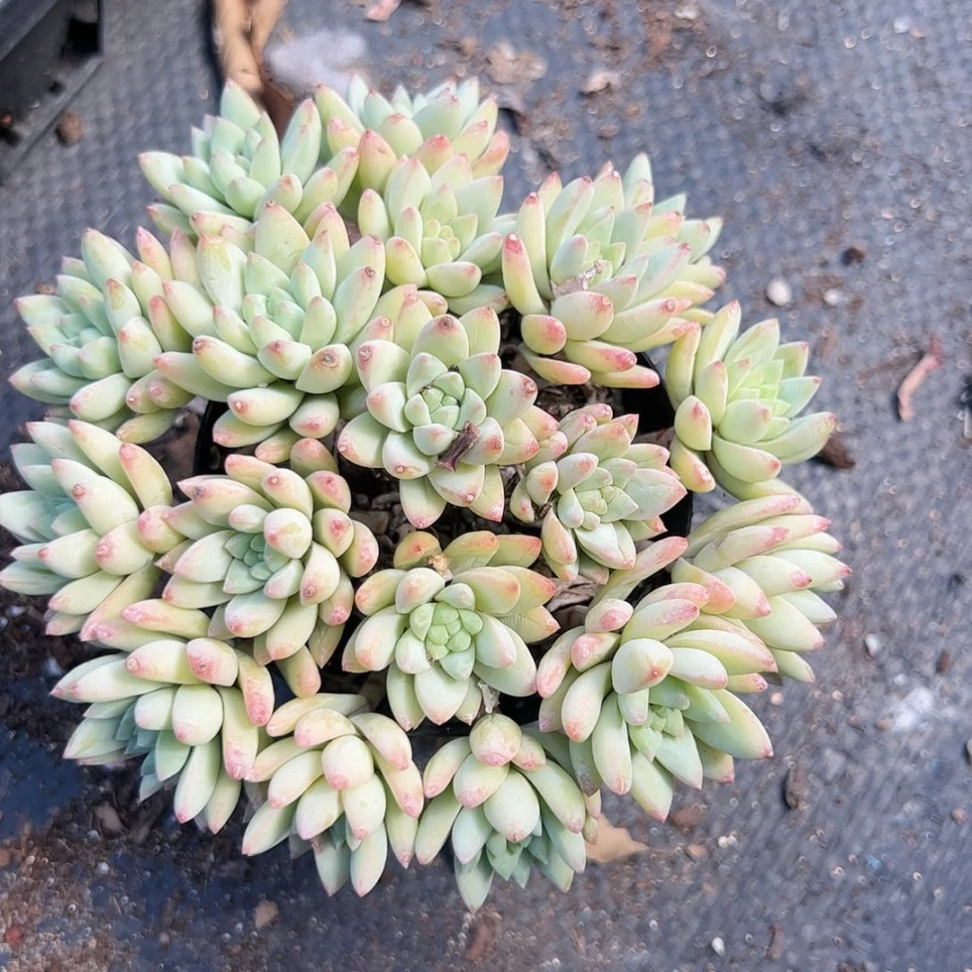 树冰多肉植物精品