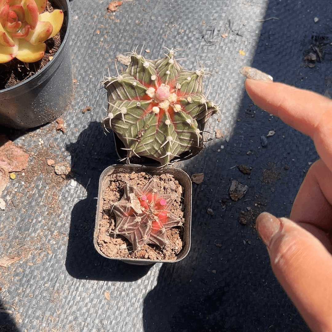 肋骨牡丹锦两颗多肉植物