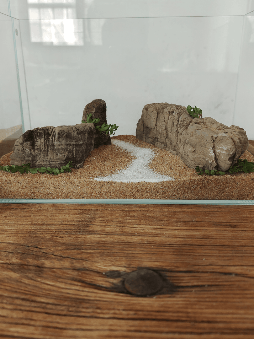 龟纹石鱼缸造景，微景观。清新简约，道法自然之美。