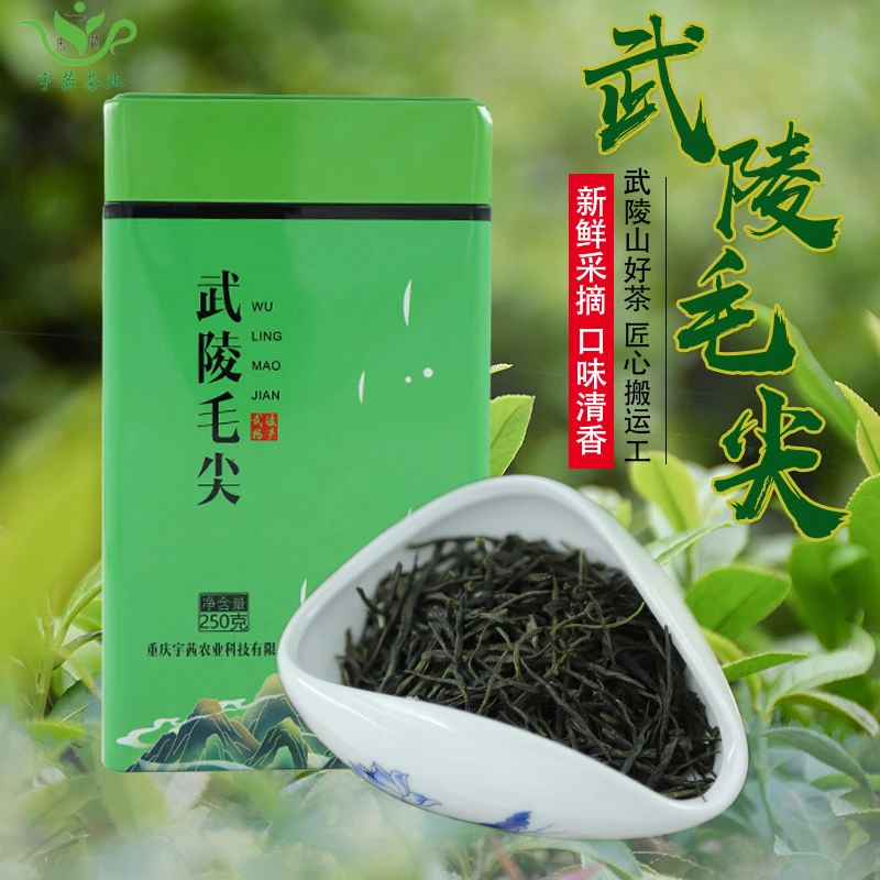 2024毛尖绿茶武陵山茶叶春茶新茶日照充足高山云雾浓香天然香气