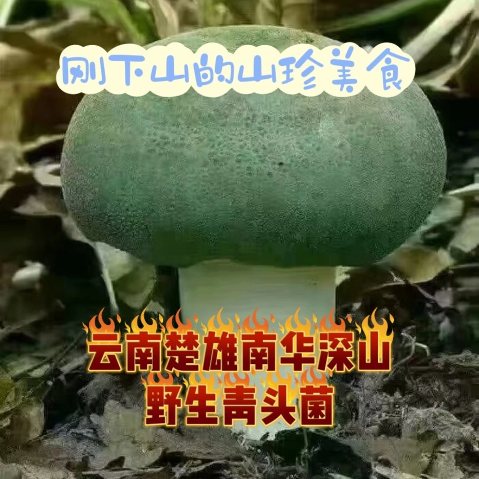 云南楚雄南华大山里的野生新鲜青头菌精品