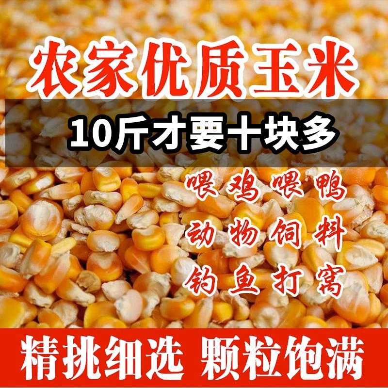 新玉米粒东北大干玉米粒鸽粮鸡鸭鹅鸽子饲料鸟食钓鱼打窝鱼饵批发