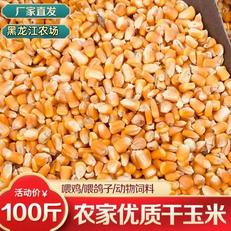 东北农家笨玉米50斤大粒子玉米喂鸡喂鸭喂鸽子钓鱼打窝100斤批发