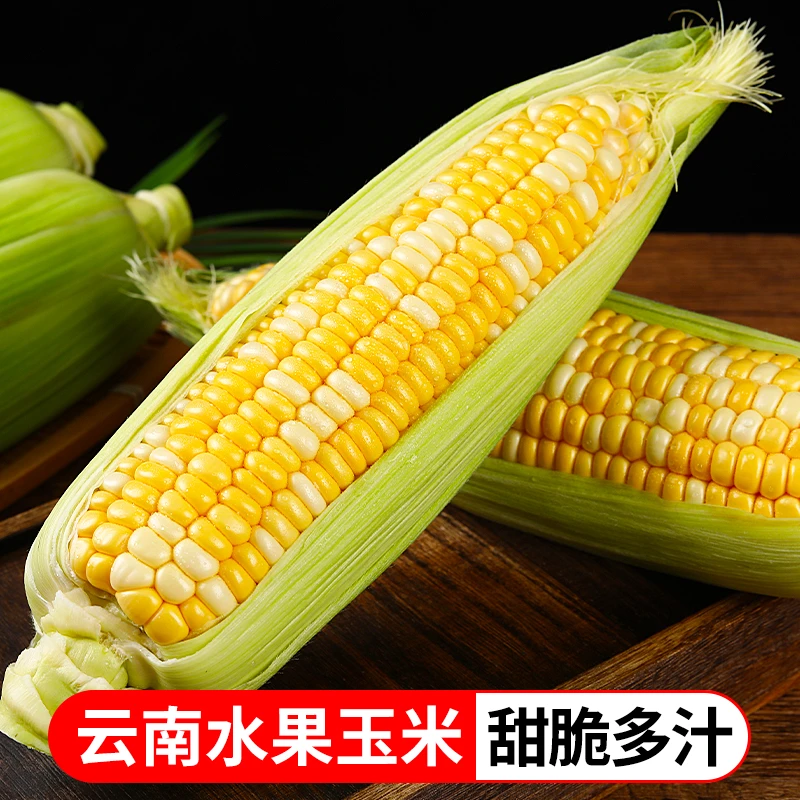 【脆甜爆汁】云南新鲜金银水果玉米甜玉米3斤5斤8斤颗粒饱满TY