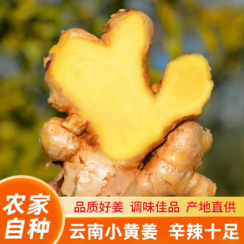 云南高山小黄姜生姜3斤5斤带泥土发货姜味浓郁产地精选TZ