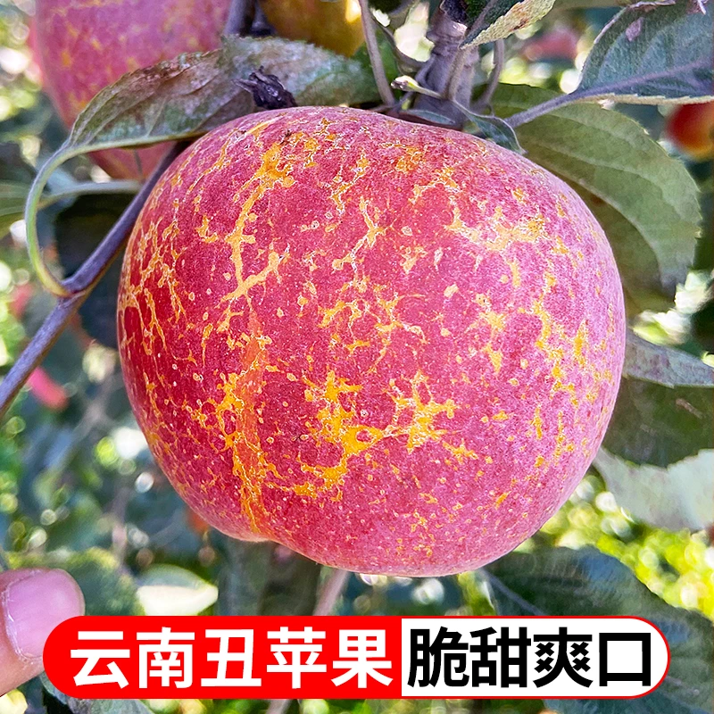 【王书记助农】云南昭通丑苹果2.5斤4.5斤新鲜苹果脆甜多汁好吃TY