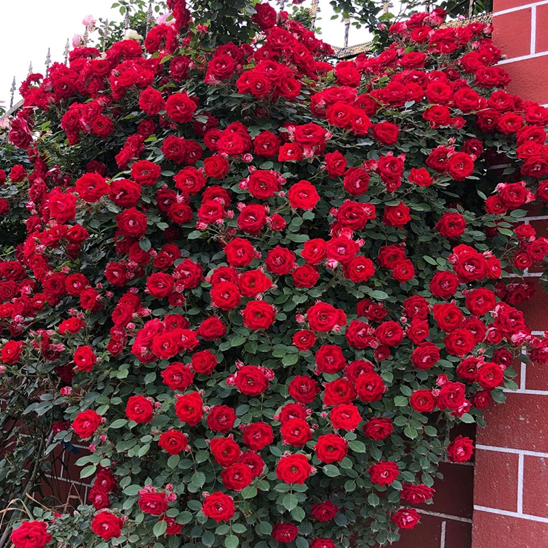 小女孩蔷薇  红色爬藤月季花苗 四季开花