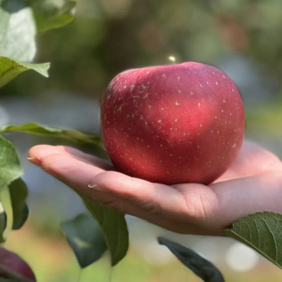 25年云南昭通丑苹果新鲜果园现摘脆甜当季苹果整箱云南苹果