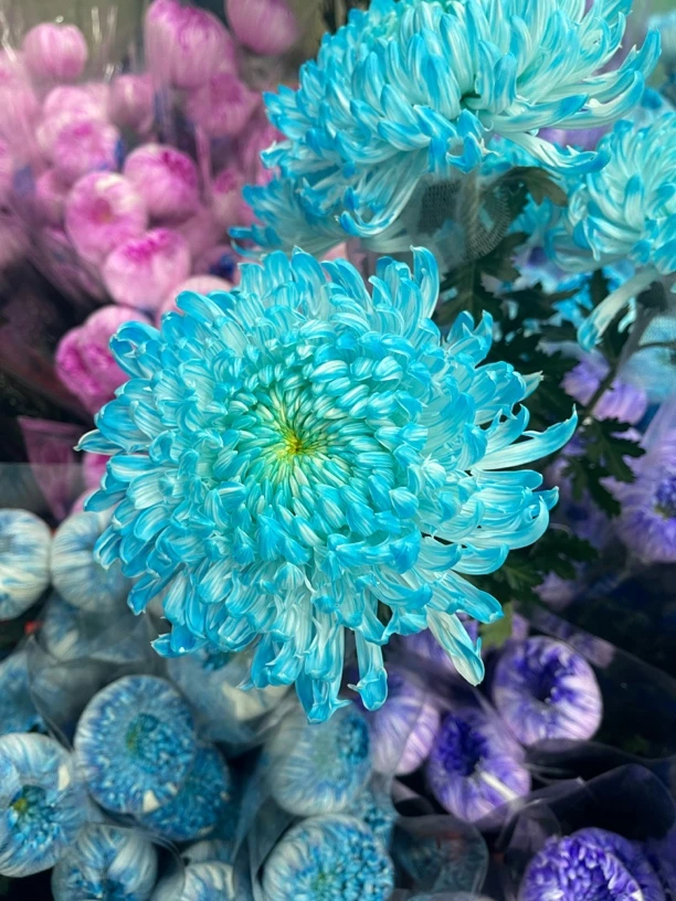 牡丹菊/人间富贵花【全国可发货】花期长好养