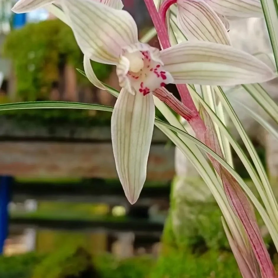 莲辨兰精品亮兰中透艺草花艺双全根好