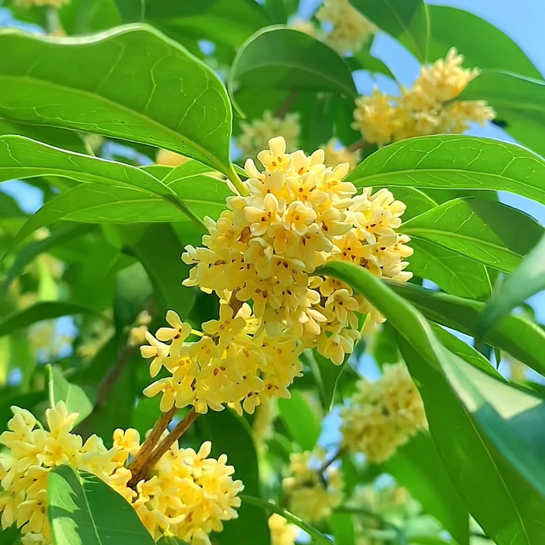 桂花大型原生老庄绿植别墅阳台园艺绿植