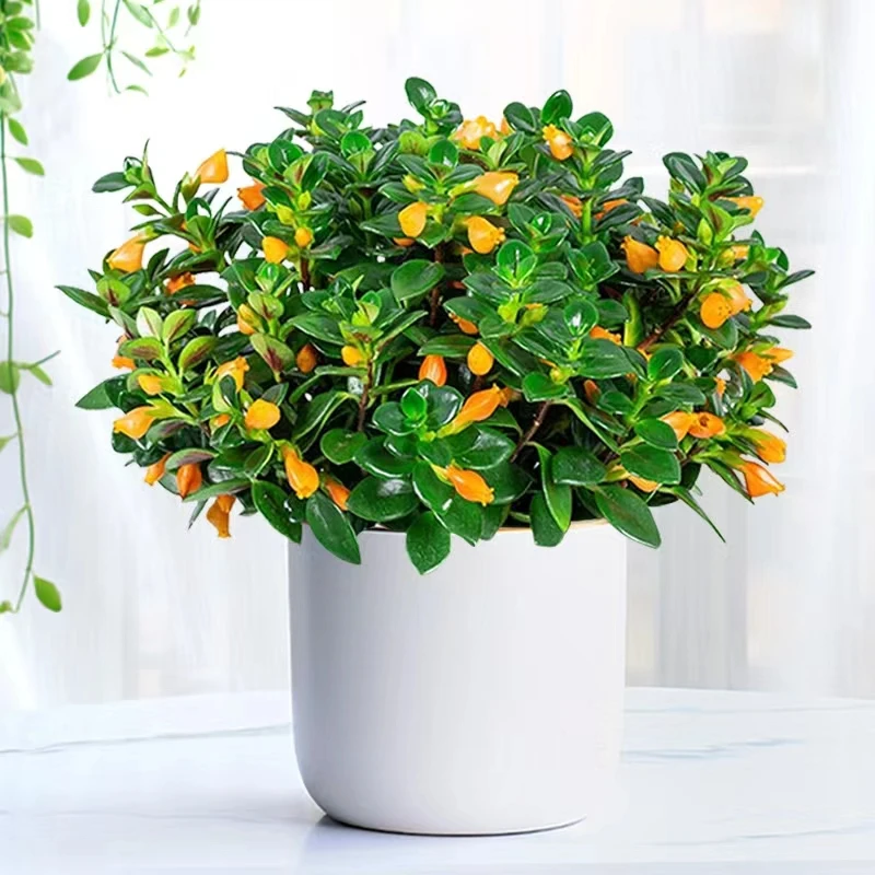 金鱼吊兰带花苞四季开花室内植物黄色