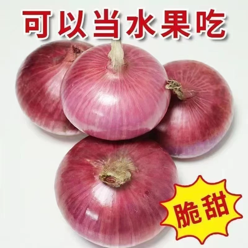 （坏果包赔）山东新鲜二月红扁平水果洋葱可生吃凉拌微辣微甜3/5斤