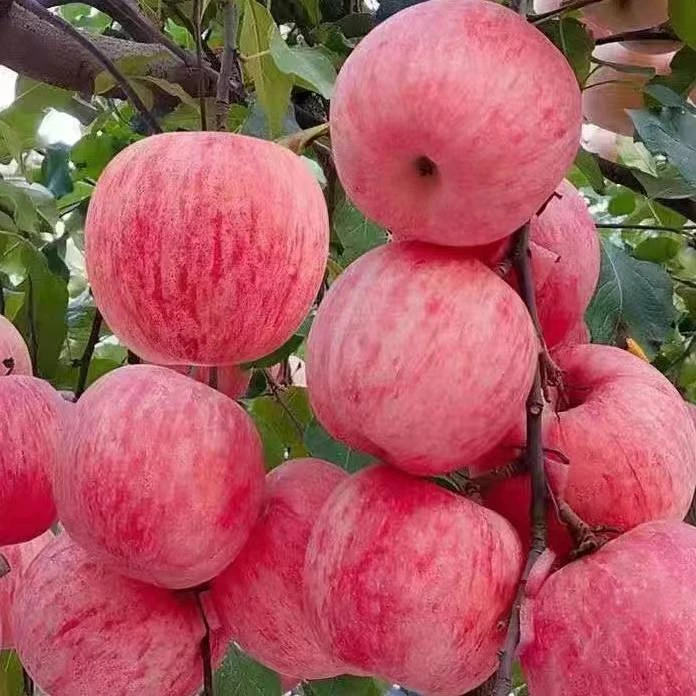 【新疆直发】阿克苏冰糖心苹果时令应季香甜新鲜脆甜多汁苹果丑