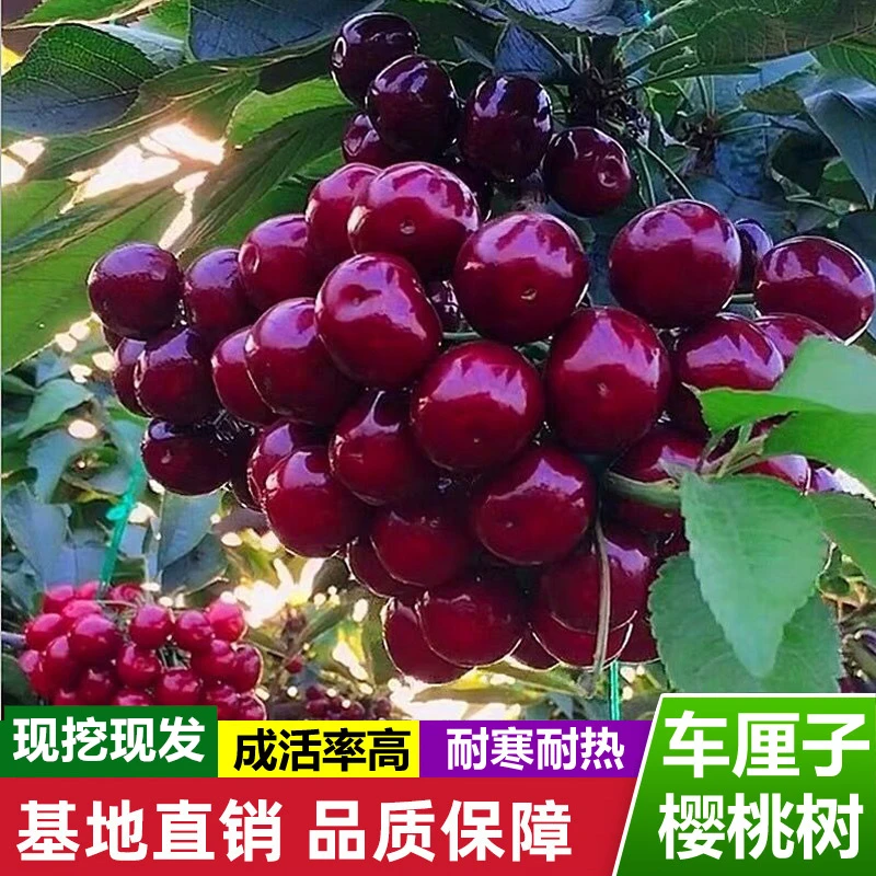 【29.9三棵车厘子树苗】樱桃树苖南方北方种植盆栽庭院果树矮化樱