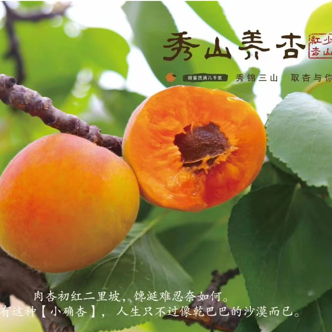 【顺丰包邮】畛甜少山红杏青岛崂山蜜杏一箱24个3.6斤左右