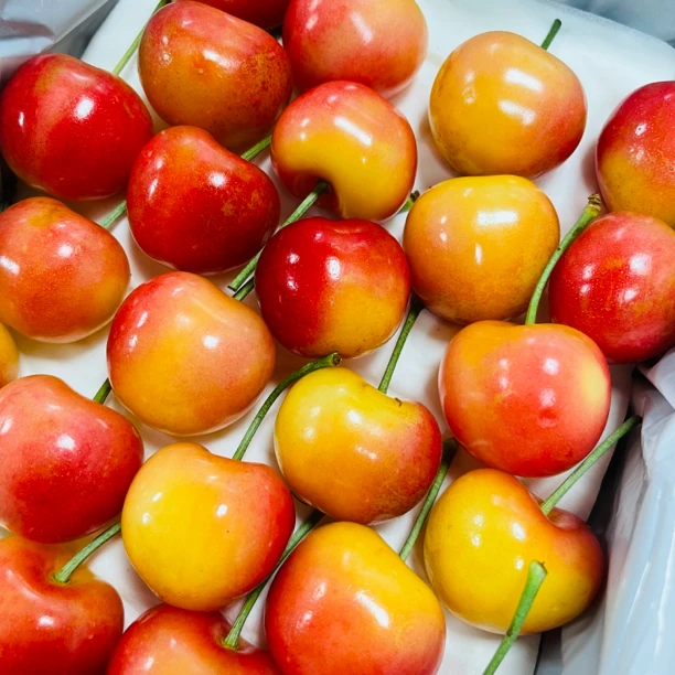 【蓝鲸小掌柜】大连空运美国红樱桃J-3J1.5-1.7斤