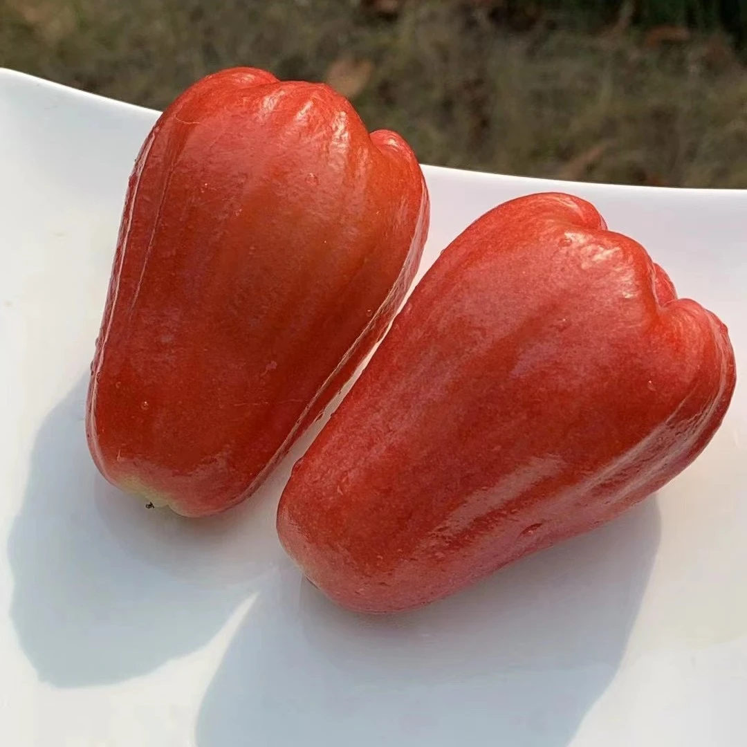 【蓝鲸小掌柜】哈尼甜心海南黑金刚莲雾一箱2.9斤左右