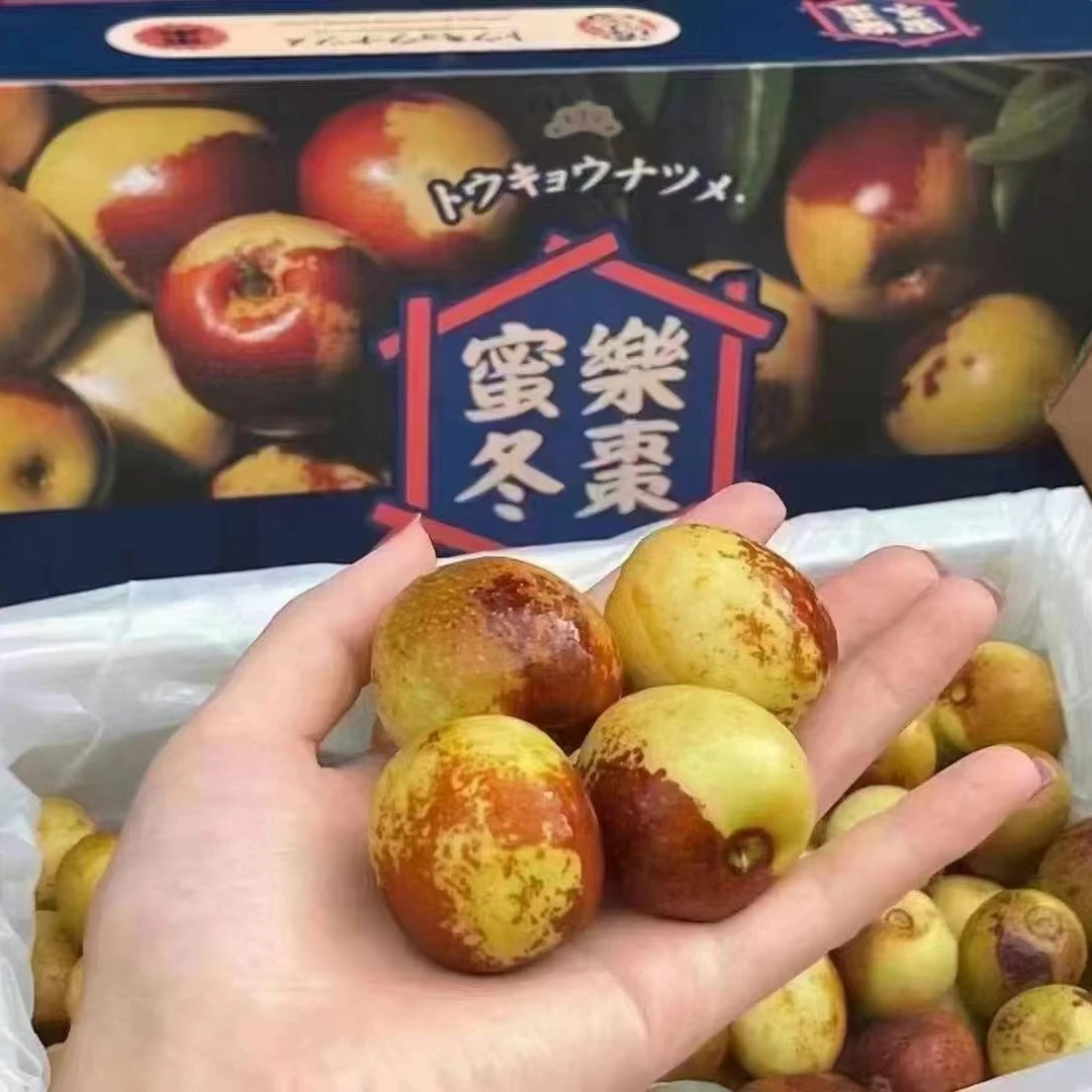 【蓝鲸小掌柜】源心陕西大荔冬枣新鲜枣子一箱2.5斤左右