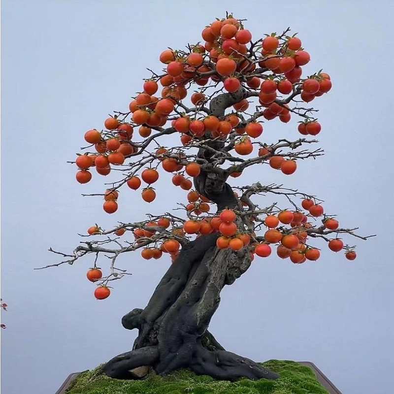 老鸦柿盆景盆栽素材