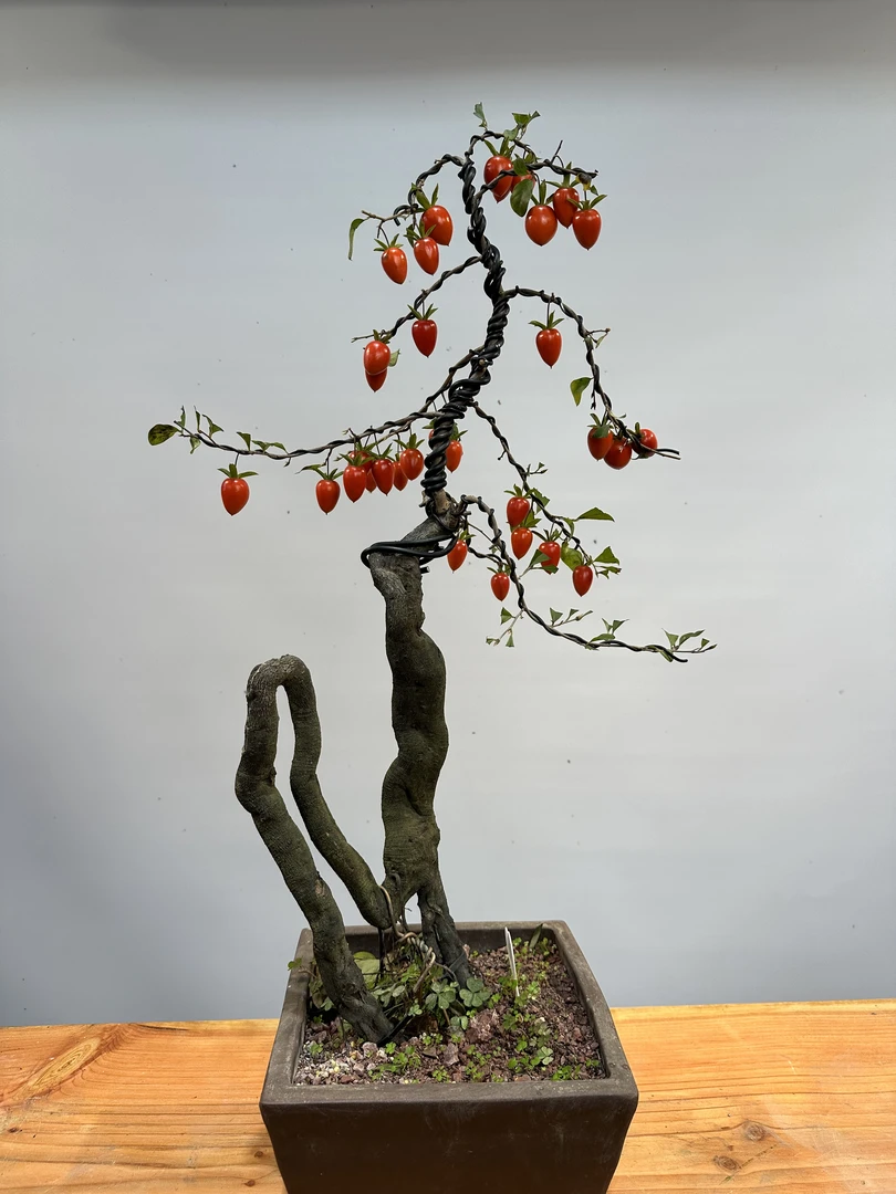 精品老鸦柿，庭院盆景盆栽，观果植物一物一拍