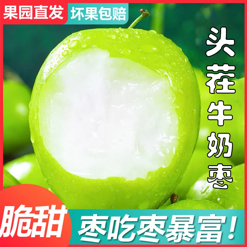 西双版纳新鲜大青枣生态果园应季水果肉厚鲜甜爽口大枣3斤5斤9斤