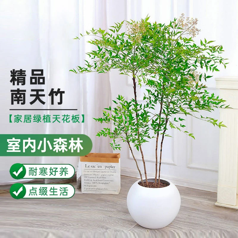 基地直发火焰南天竹室内外禅意造景绿植耐寒耐热四季赏叶越冷越红