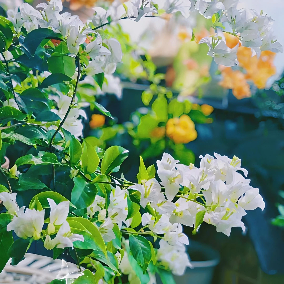 【一颗白雪公主8.8米】三角梅四季开花勤花庭院爬藤好养  桥头基地。